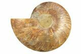 Cut & Polished Ammonite Fossil (Half) - Madagascar #296451-1